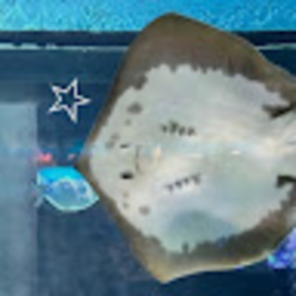 fatalmp4